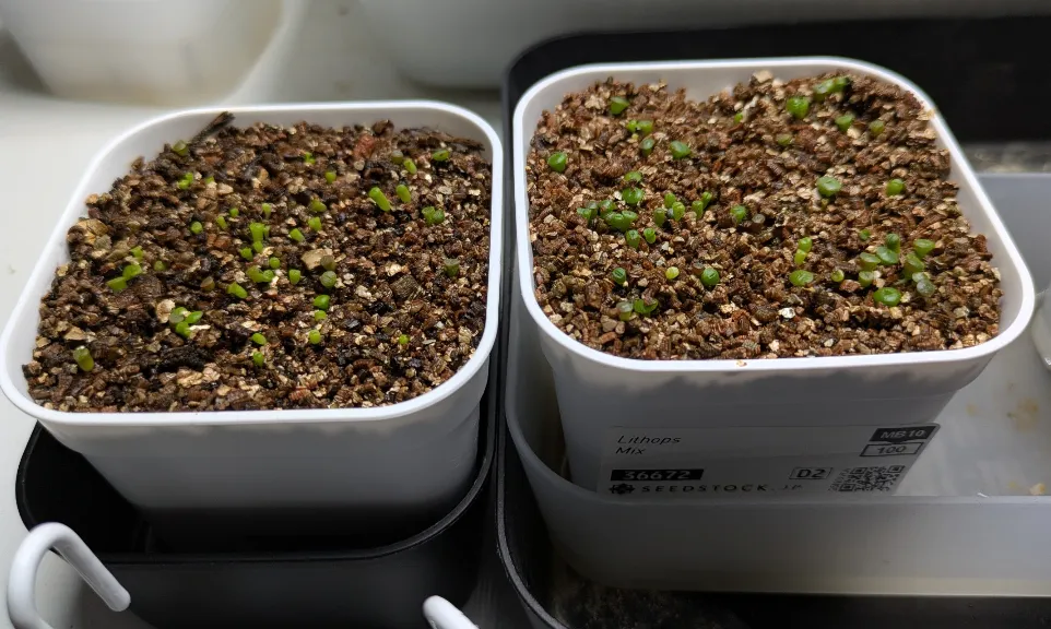 Lithops Mix Seeds (リトープス ミックス)