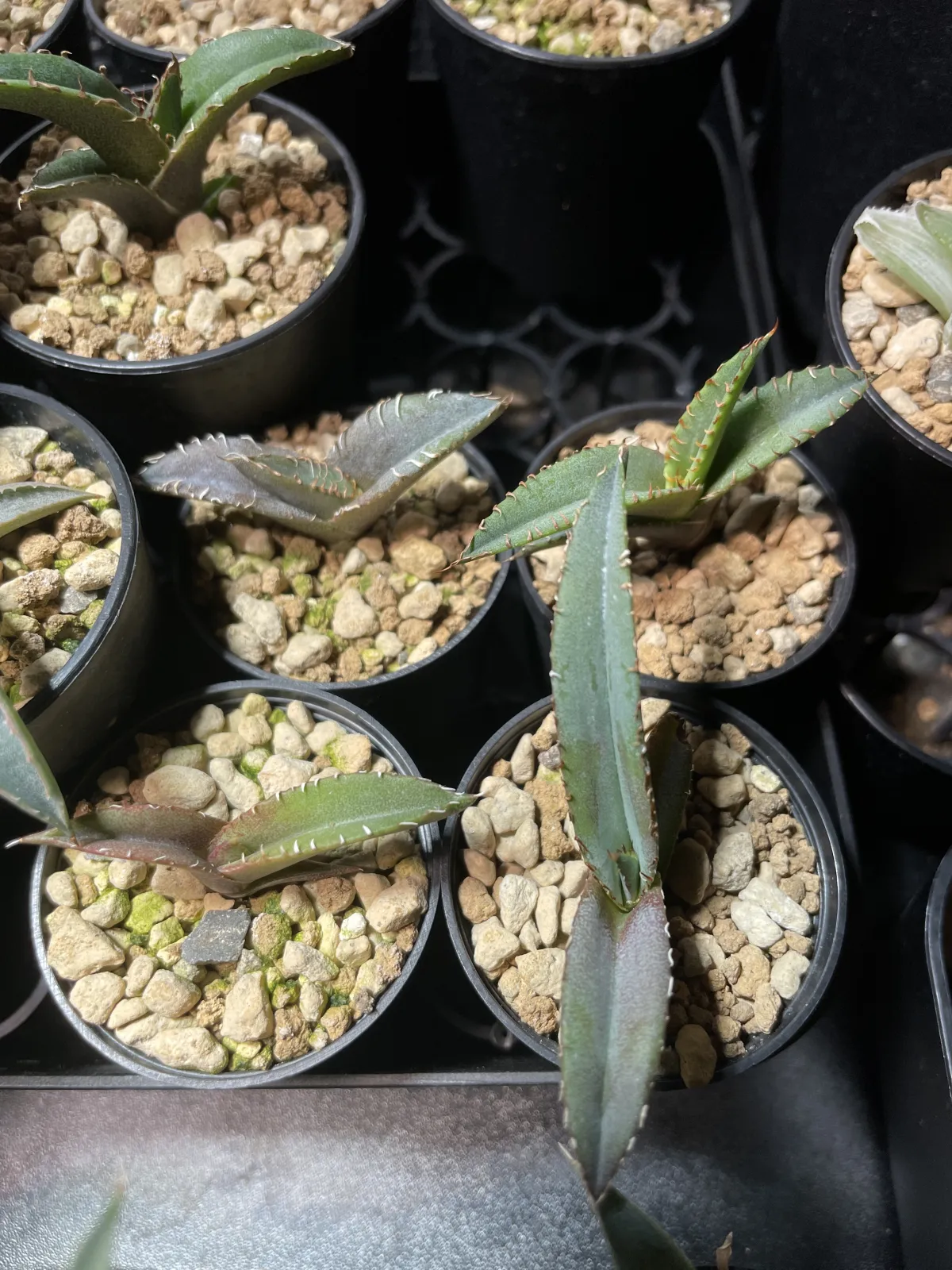 Agave oteroi Lot. (アガベ オテロイ)