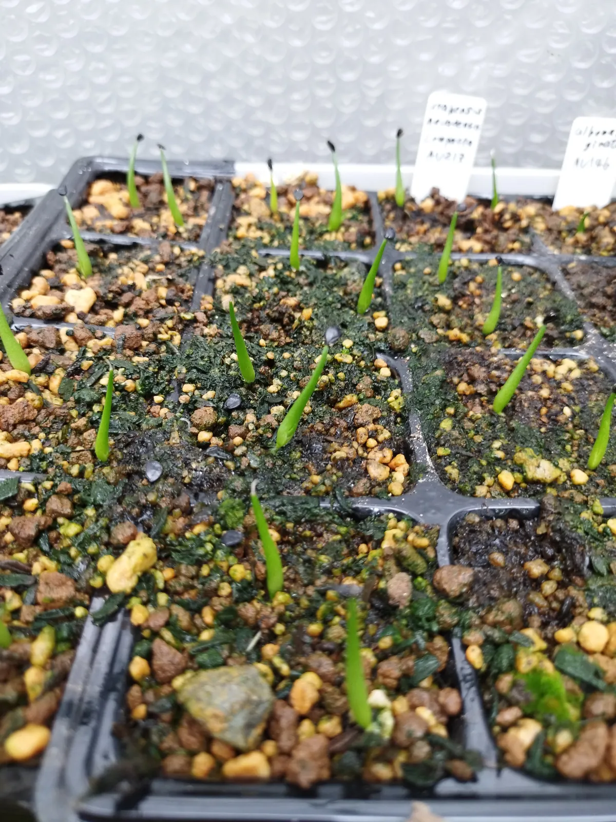 Agave utahensis v. nevadensis Compacta (アガベ ネバデンシス コンパクタ)