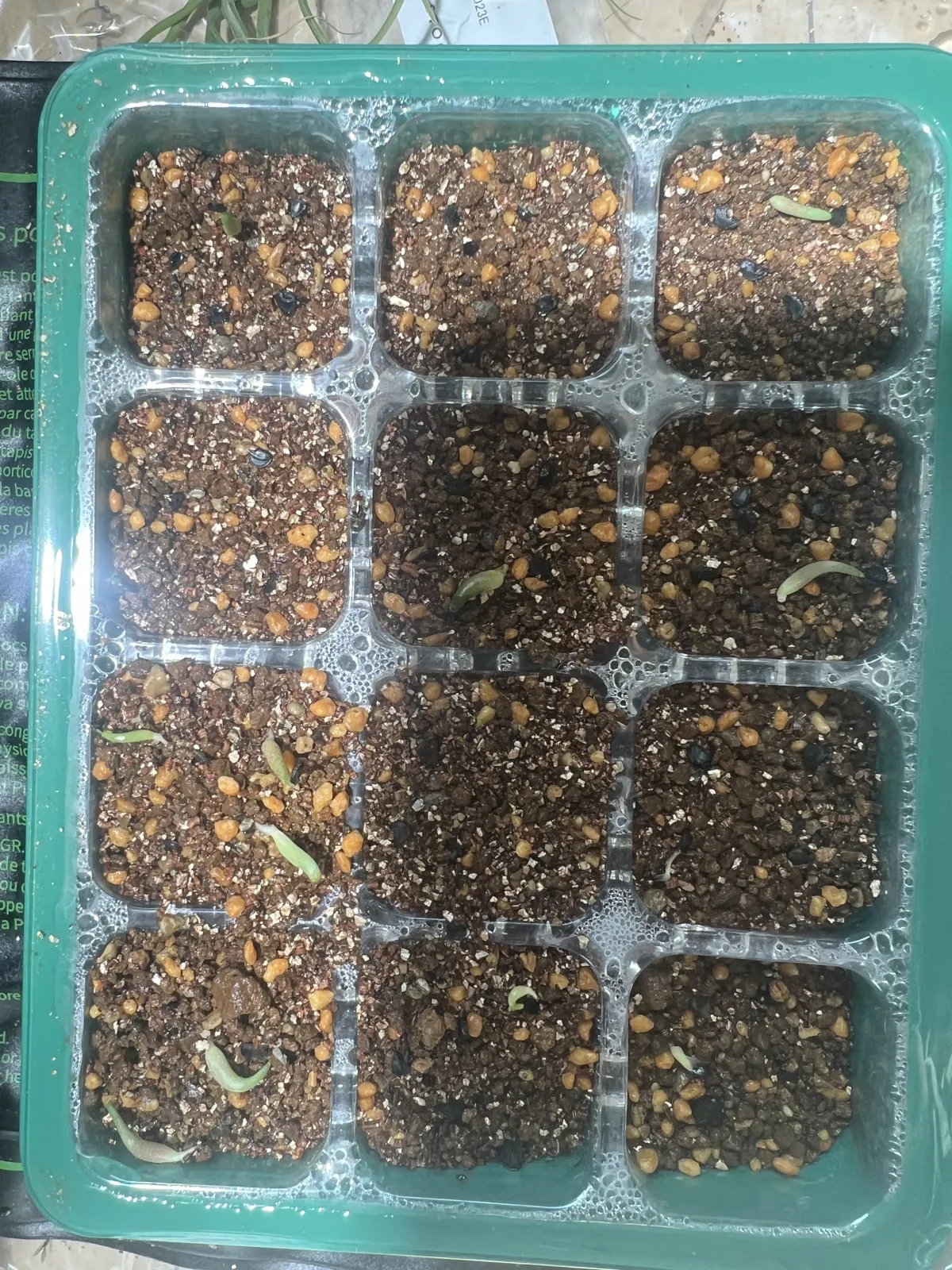 Agave oteroi Lot. (アガベ オテロイ)