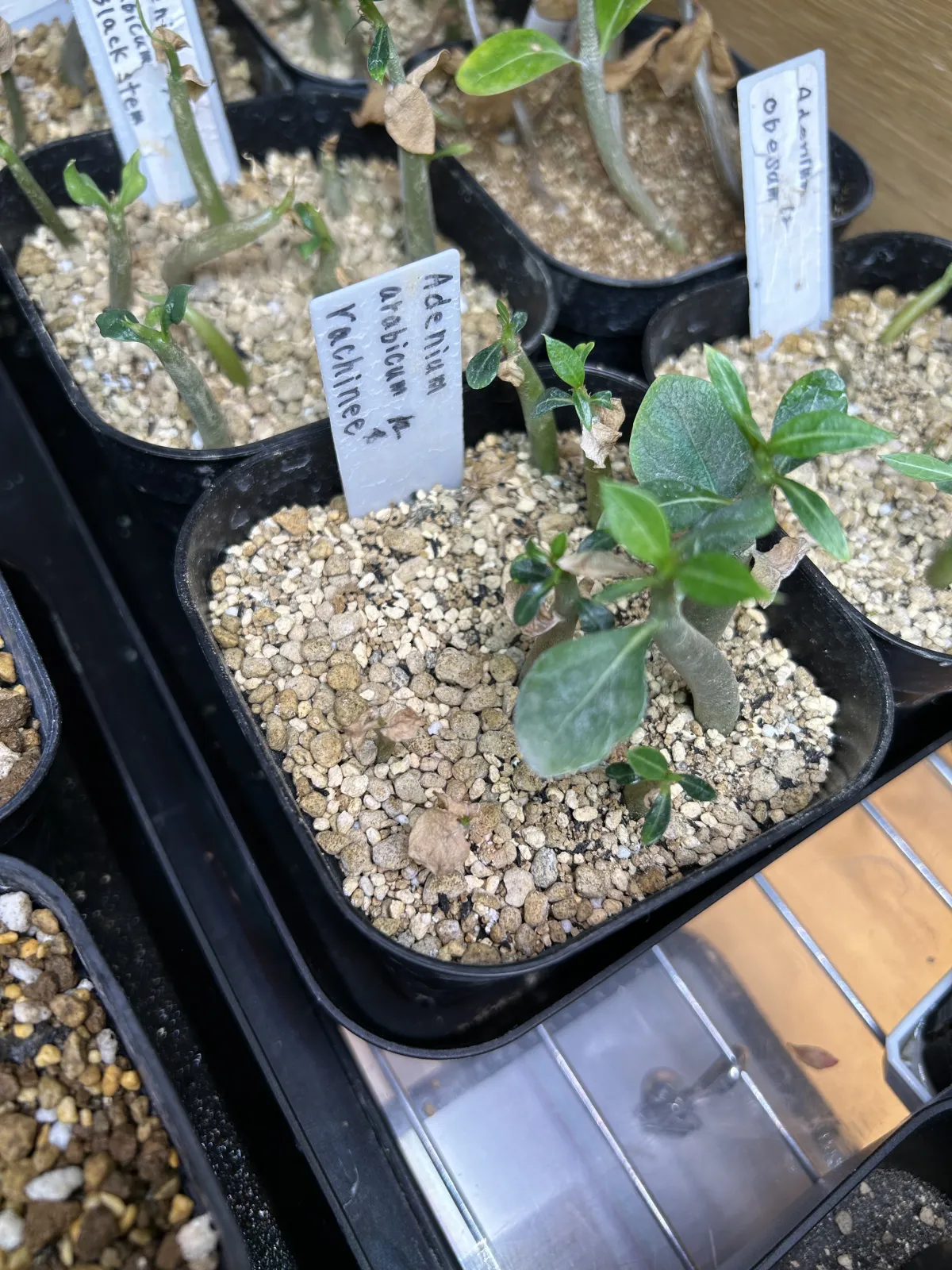 Adenium arabicum rachine (アデニウム アラビカム ラシニー)