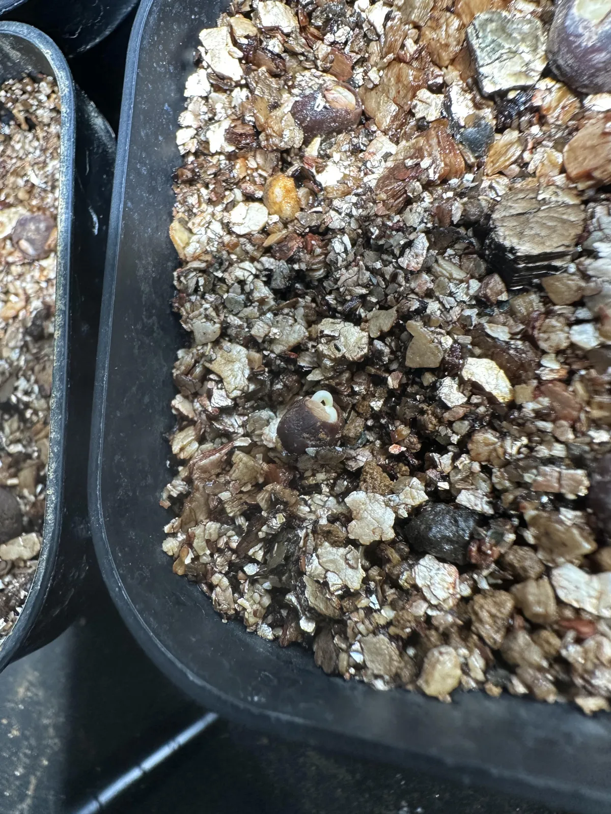 Operculicarya pachypus Lot. (オペルクリカリア パキプス)