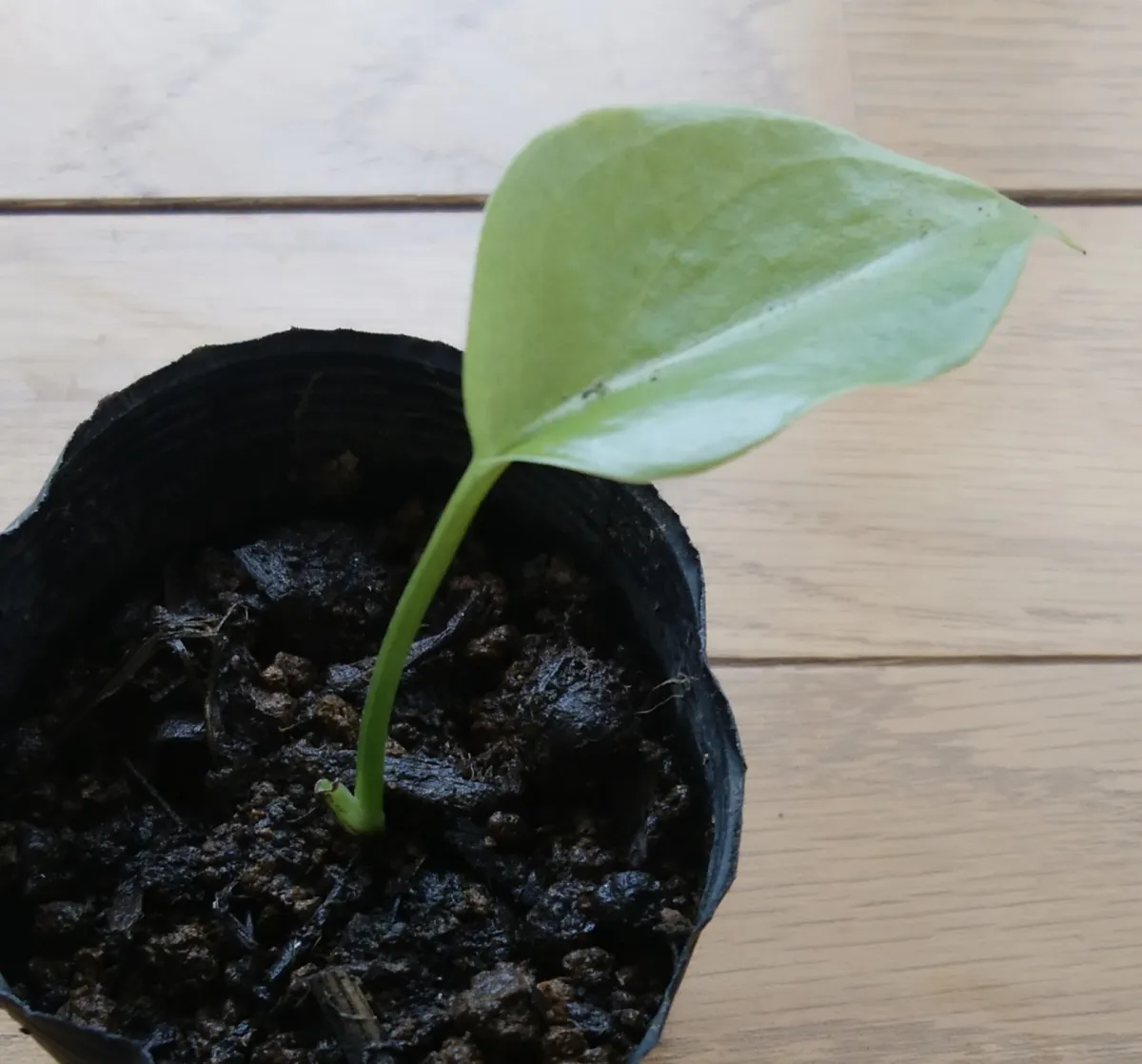 Monstera deliciosa Tauerii (モンステラ タウエリー)