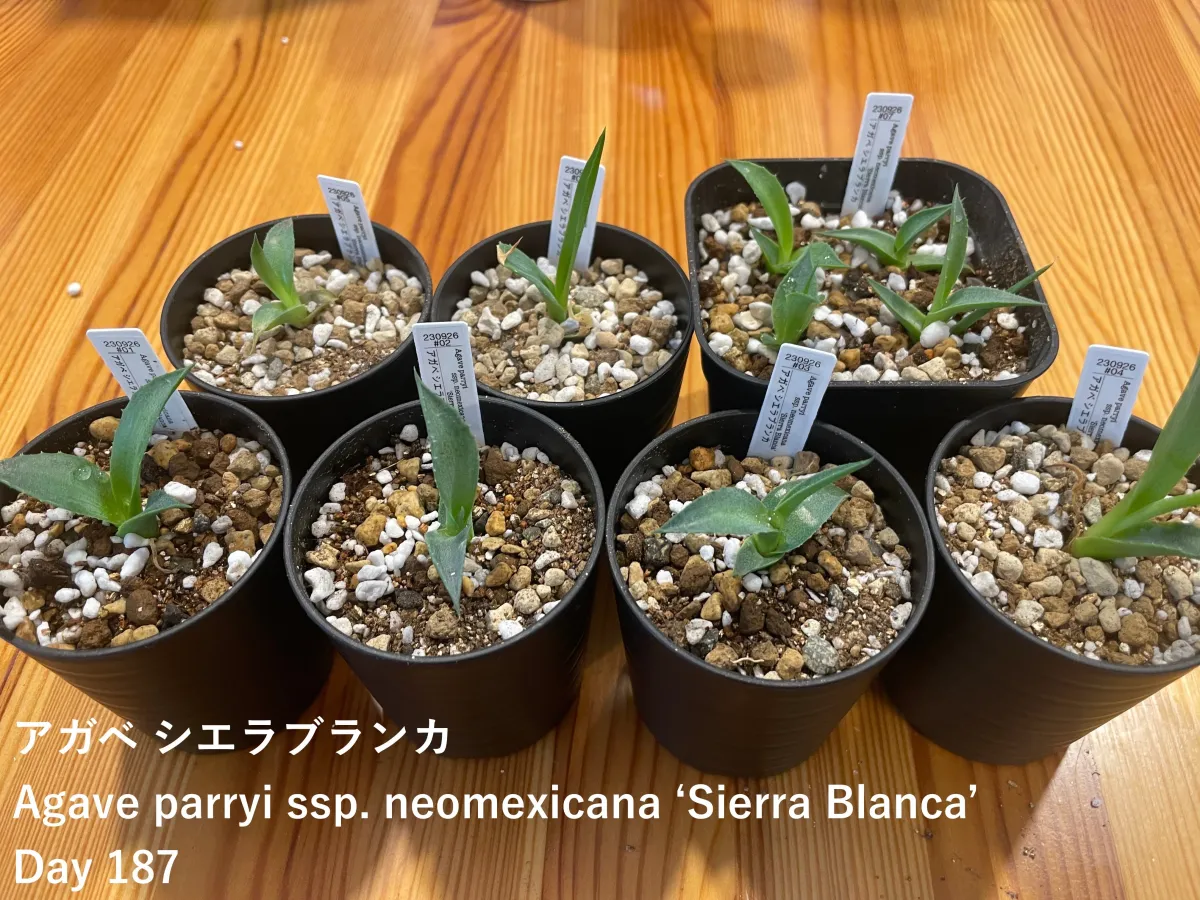 Agave parryi ssp. neomexicana Sierra Blanca (アガベ ネオメキシカーナ シエラブランカ)