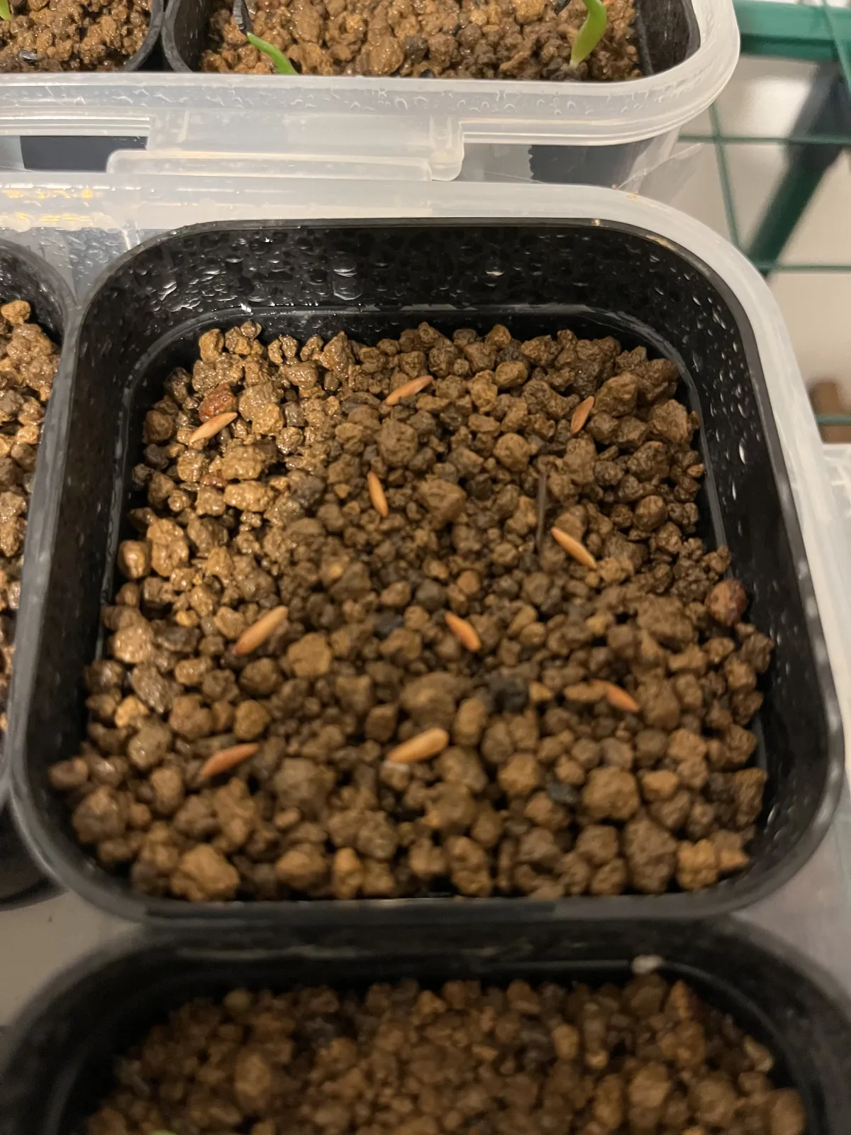 Pachypodium rosulatum var. gracilius ([無料種子] 発芽難 パキポディウム グラキリス　)
