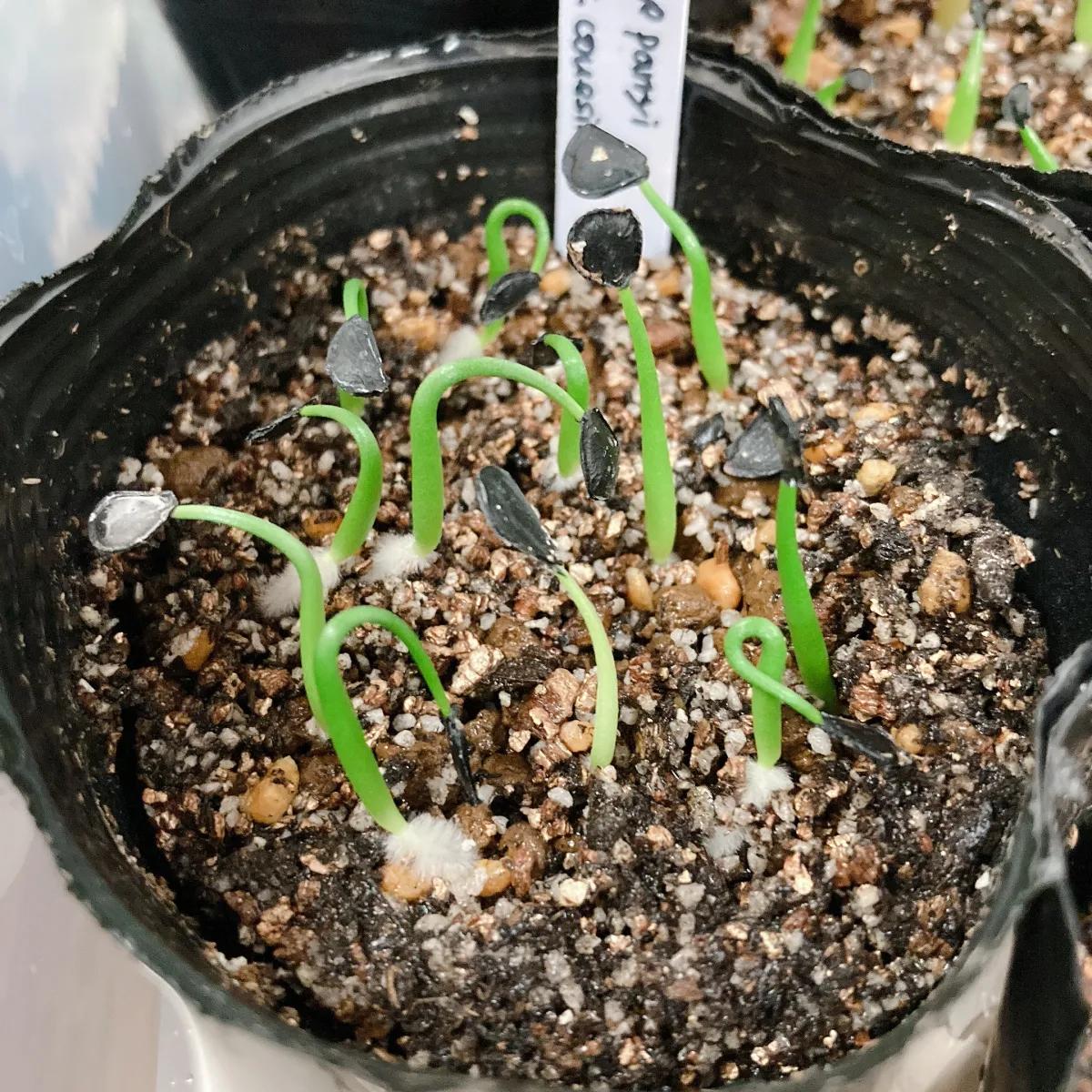 Agave parryi var. couesii (アガベ コウエシー)