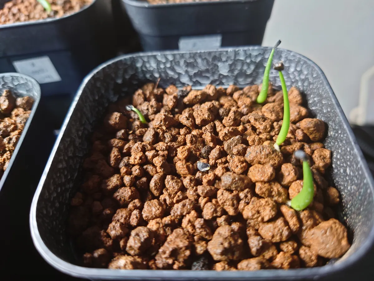 Adenium arabicum Yemen (アデニウム アラビカム イエメン)
