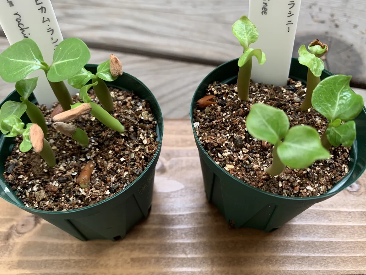 Adenium arabicum rachine (アデニウム アラビカム ラシニー)
