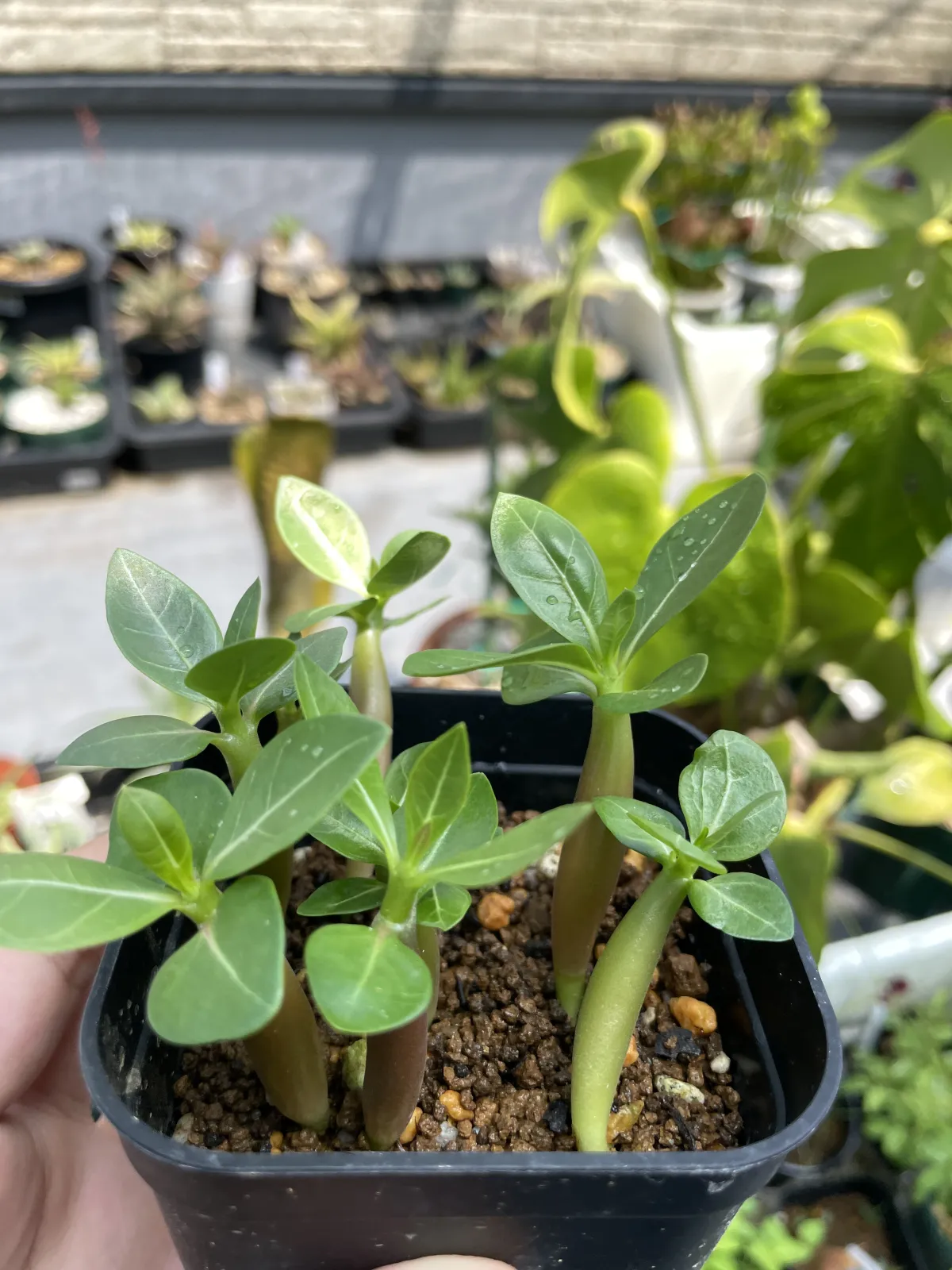 Adenium obesum (アデニウム オベスム)