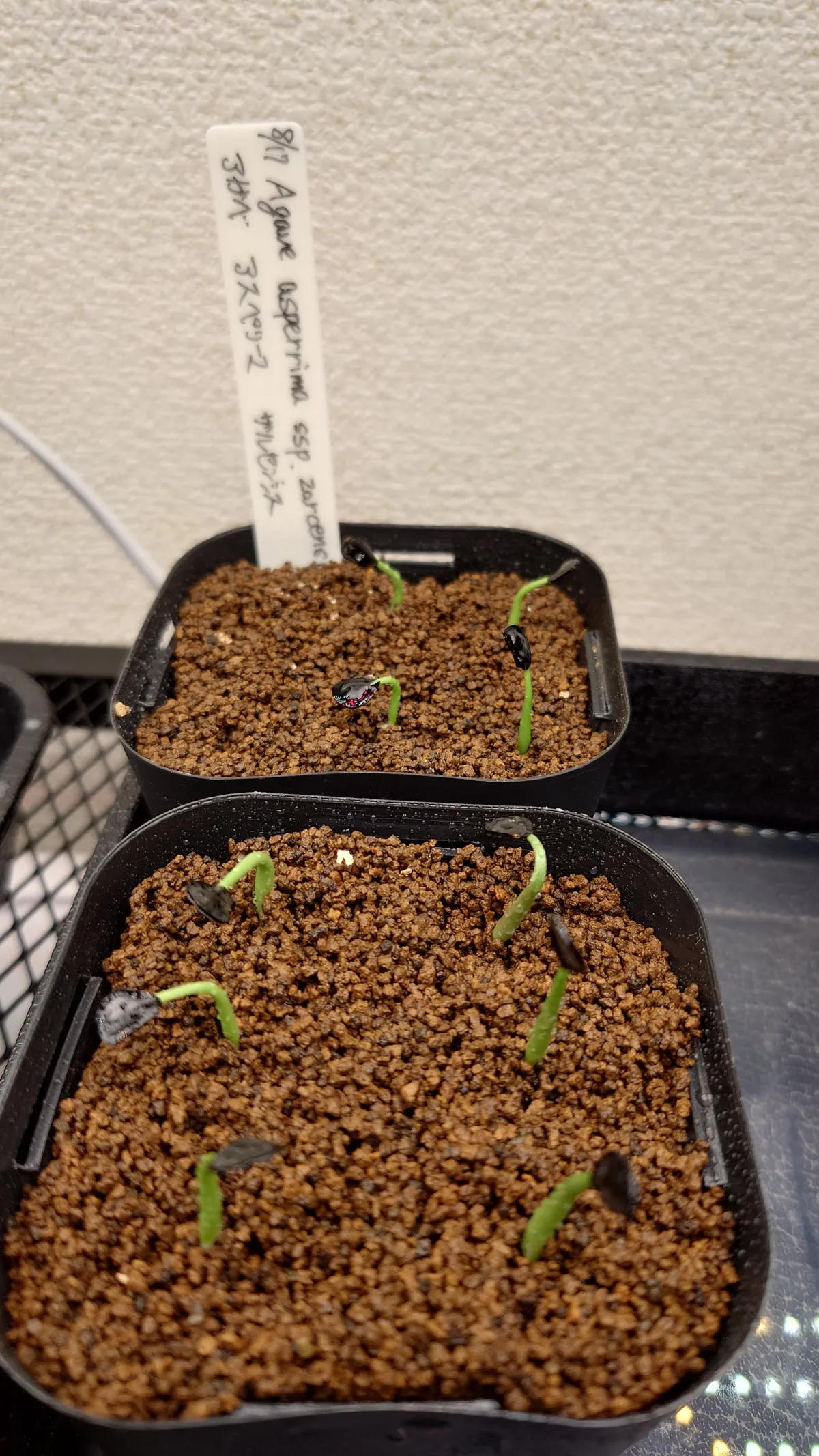 Agave asperrima ssp. zarcensis (アガベ アスペリーマ ザルセンシス)