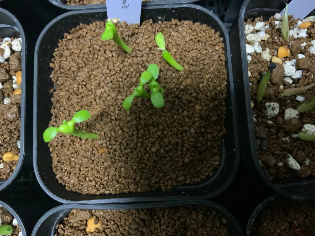 Euphorbia inermis (ユーフォルビア イネルミス 九頭竜)