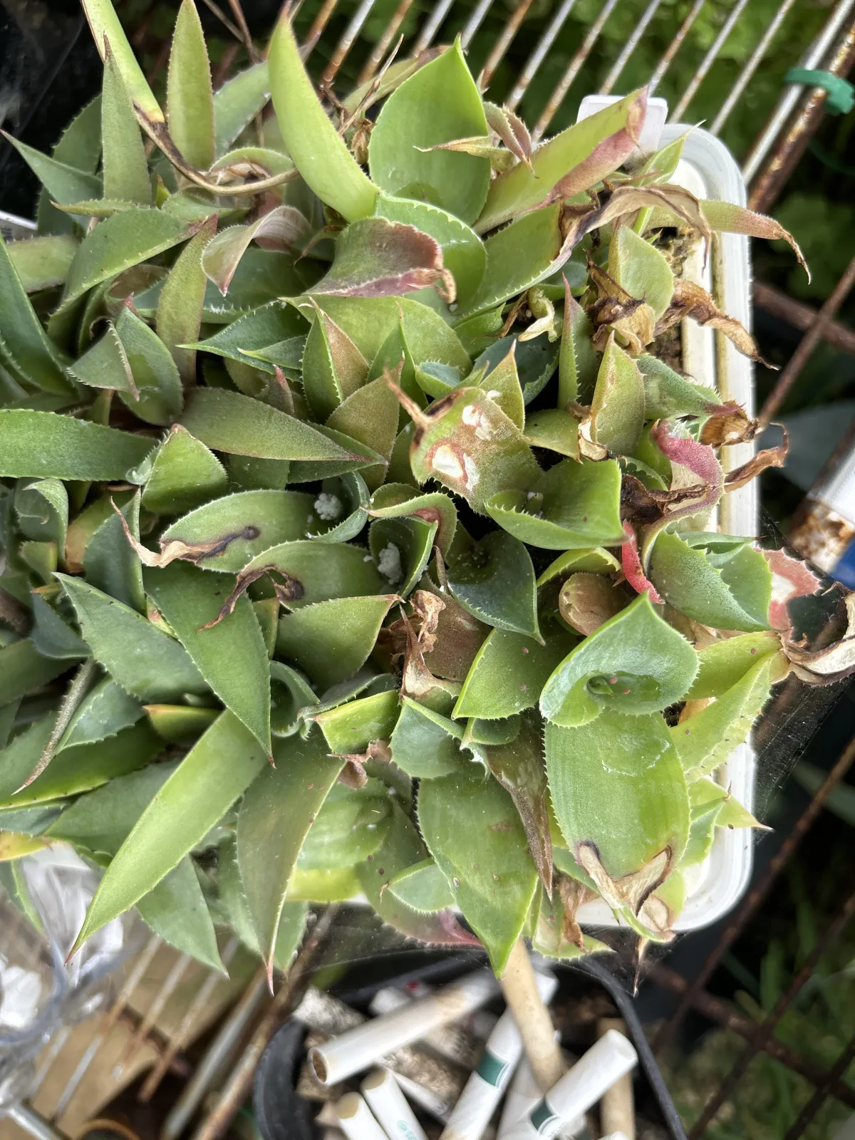 Agave seemanniana Pygmaea (アガベ ピグマエア)