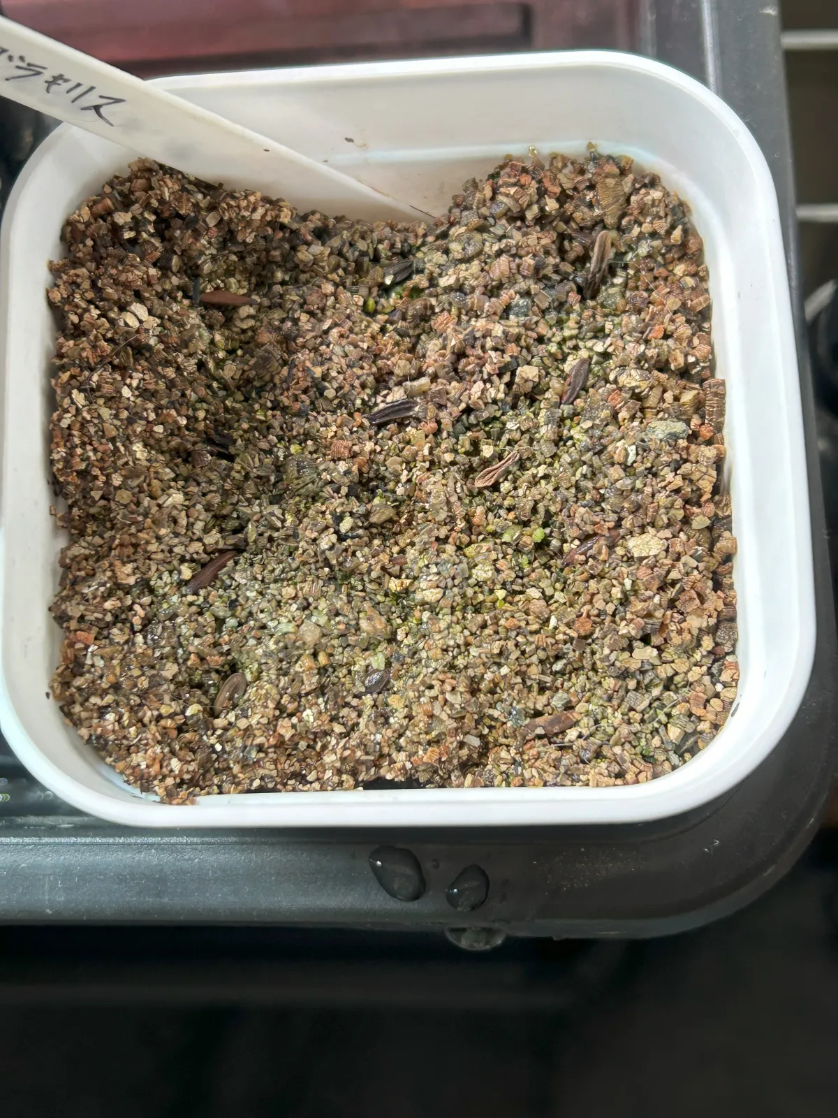 Pachypodium rosulatum var. gracilius ([無料種子] 発芽難 パキポディウム グラキリス　)