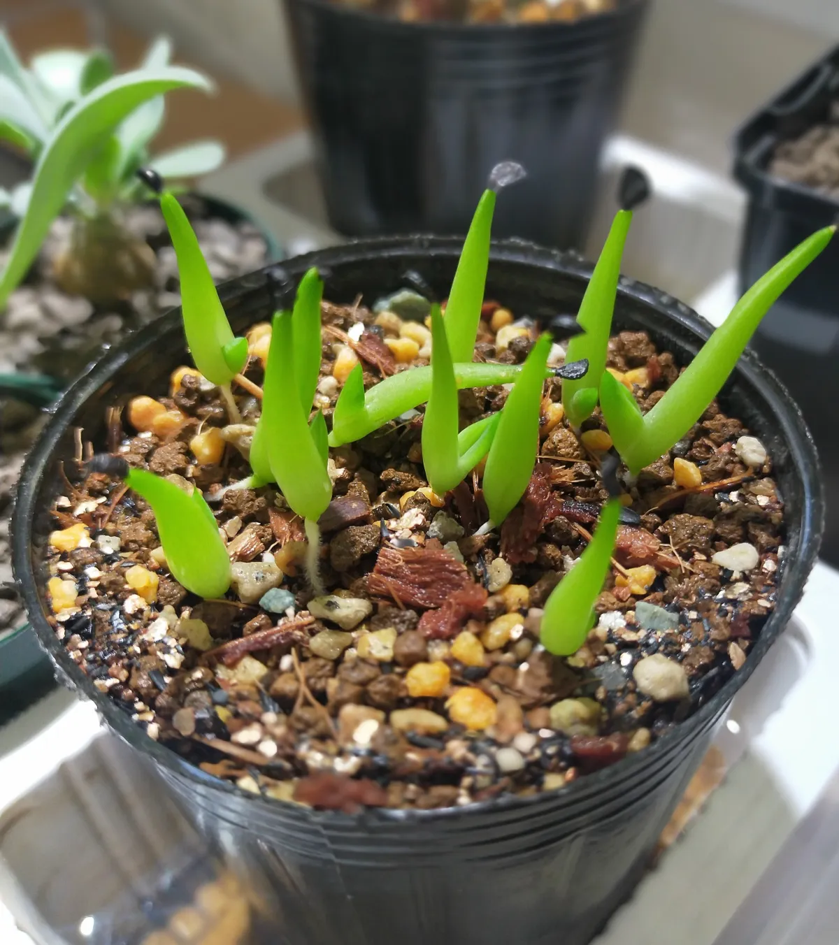 Agave guiengola (アガベ グイエンゴラ)