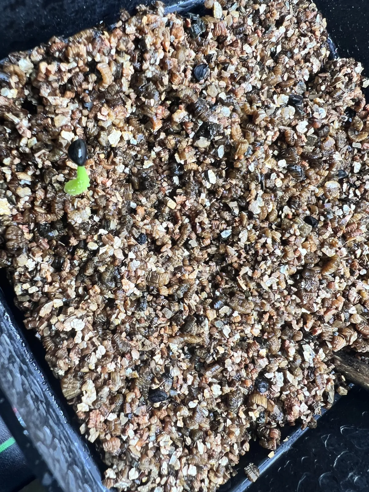 Agave victoriae-reginae var. compact (アガベ ビクトリアレジーナコンパクト)