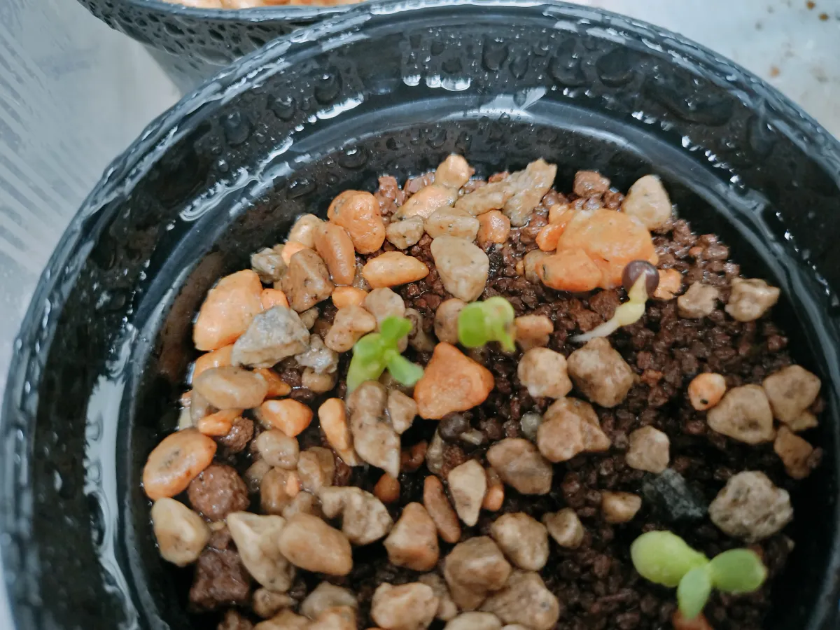 Euphorbia obesa (ユーフォルビア オベサ)