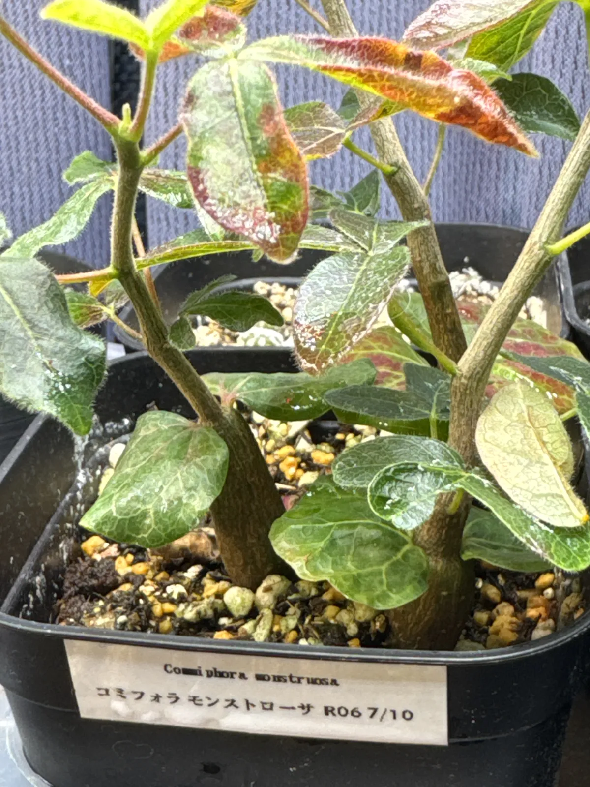 Commiphora monstruosa (コミフォラ モンストローサ)