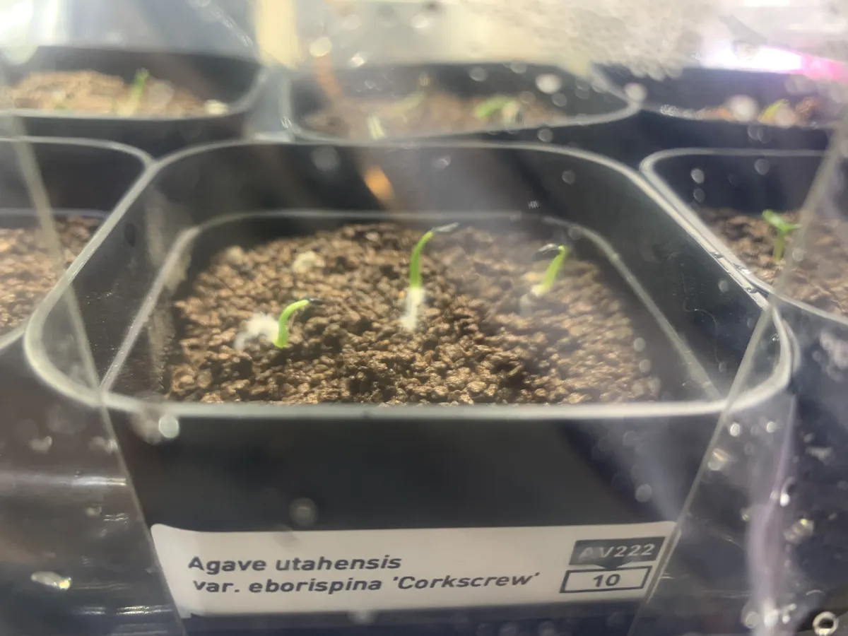 Agave utahensis var. eborispina Corkscrew (アガベ ユタエンシスコークスクリュー)