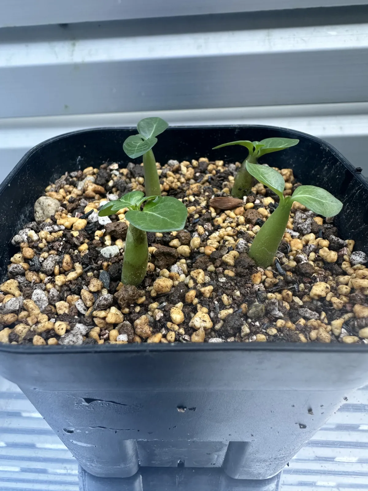 DHA PPL Adenium DHA PPL (アデニウム)