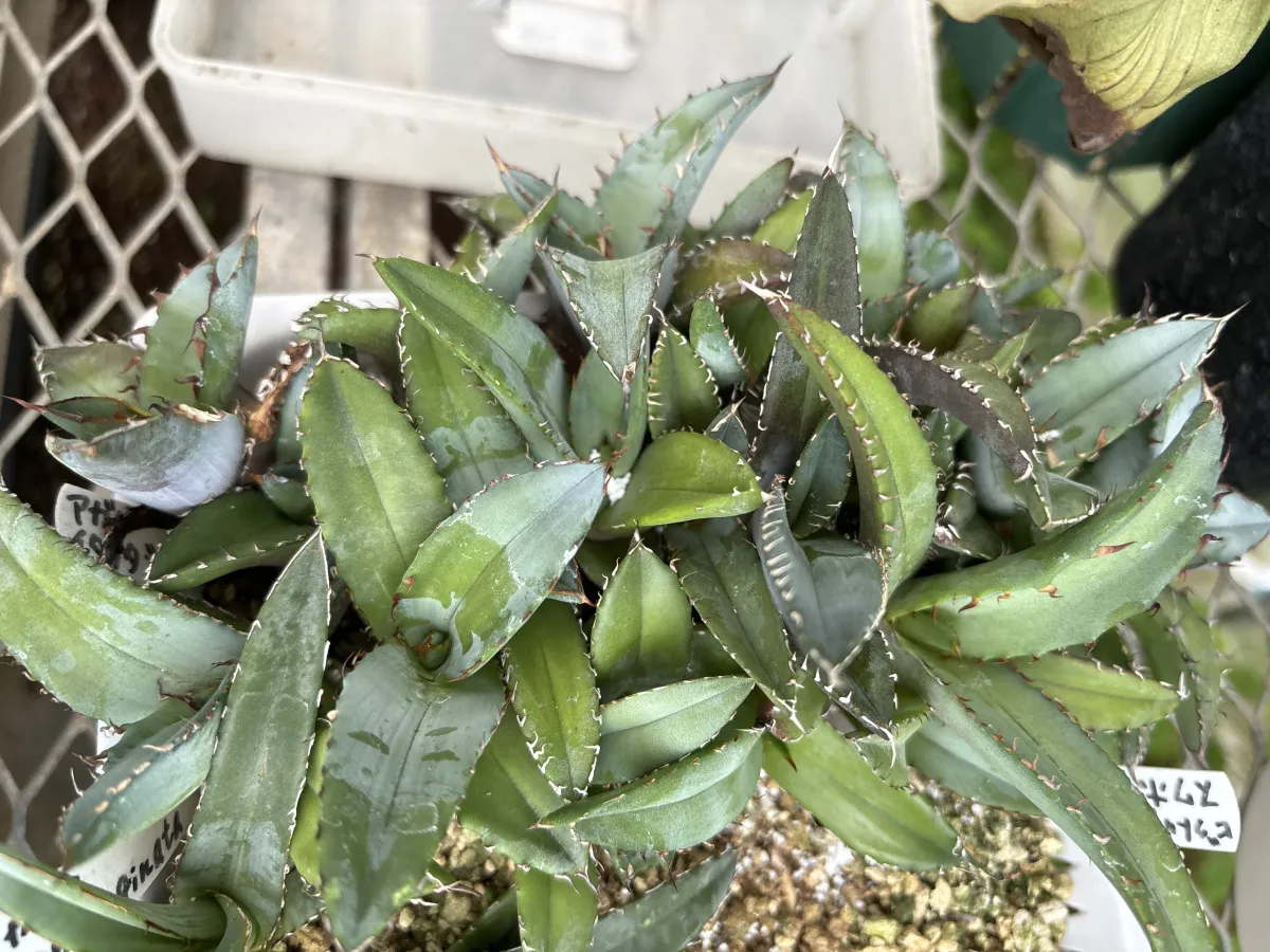 Agave titanota Blue Lot. (アガベ チタノタブルー)