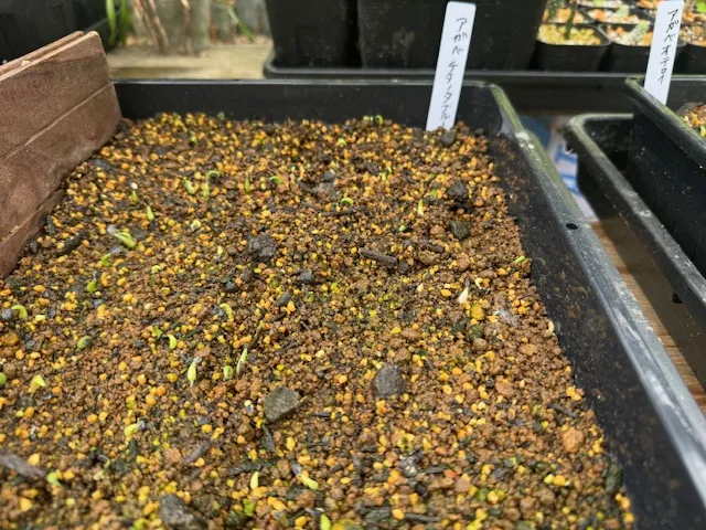 Agave titanota Blue Lot. (アガベ チタノタブルー)