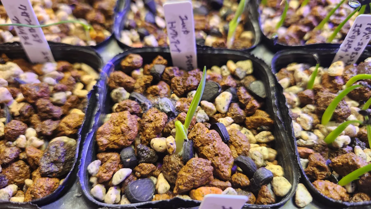 Yucca treculeana (ユッカ トレクレアーナ)