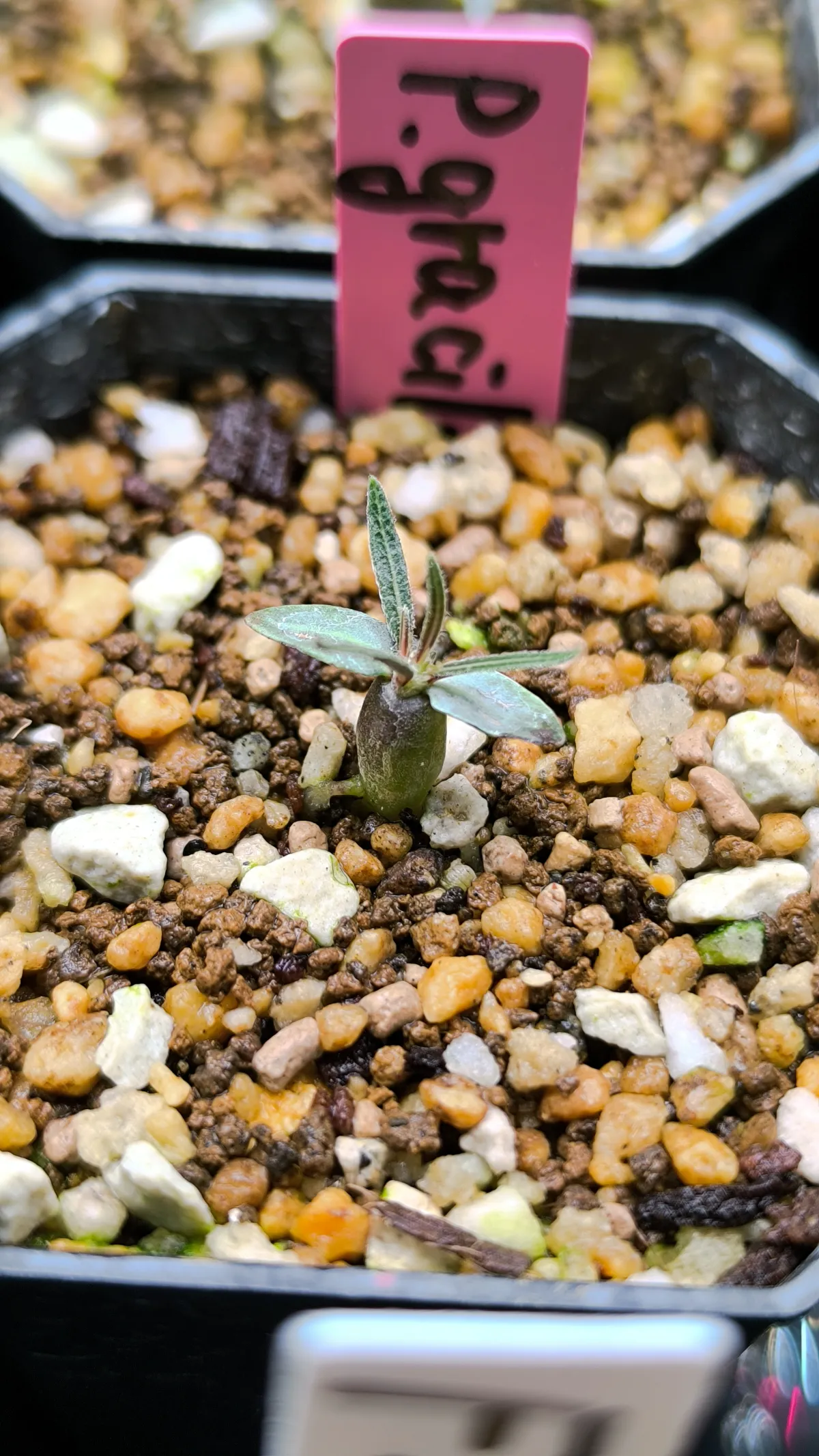 Pachypodium rosulatum var. gracilius ([無料種子] 発芽難 パキポディウム グラキリス　)
