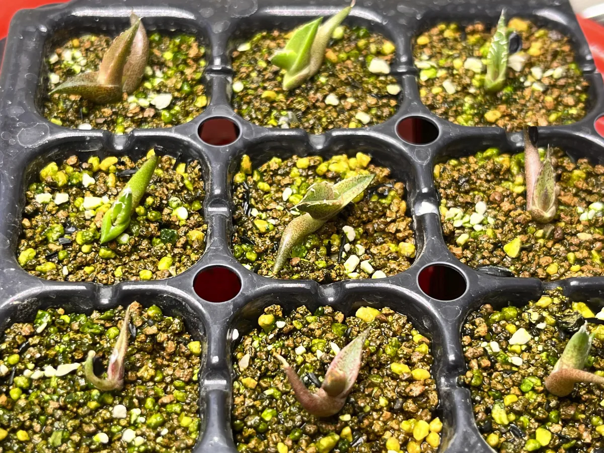 Agave oteroi Lot. (アガベ オテロイ)