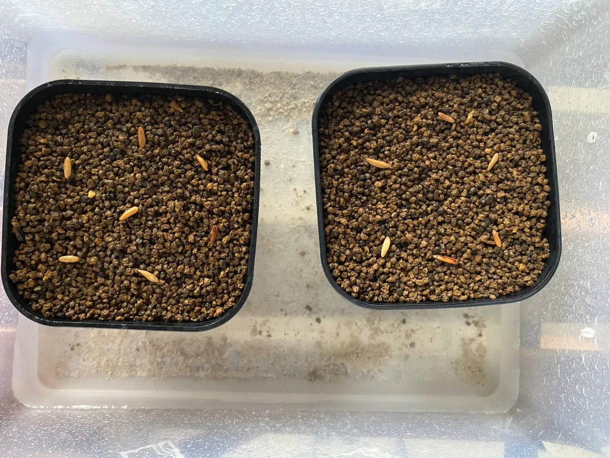Pachypodium rosulatum var. gracilius ([無料種子] 発芽難 パキポディウム グラキリス　)