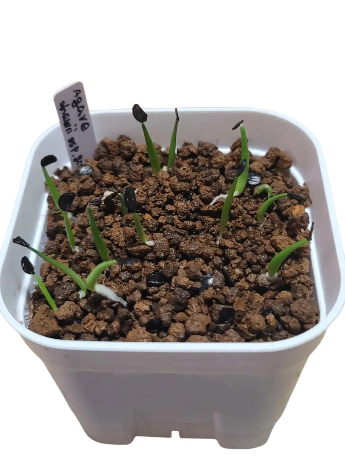 Agave shawii ssp. goldmaniana (アガベ ゴールドマニアナ)