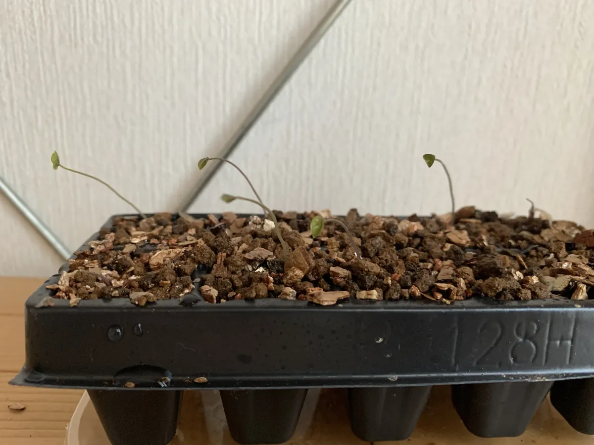 Dioscorea elephantipes (ディオスコレア エレファンティペス)