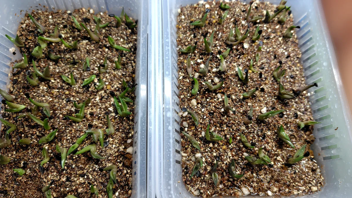 Agave oteroi Lot. (アガベ オテロイ)