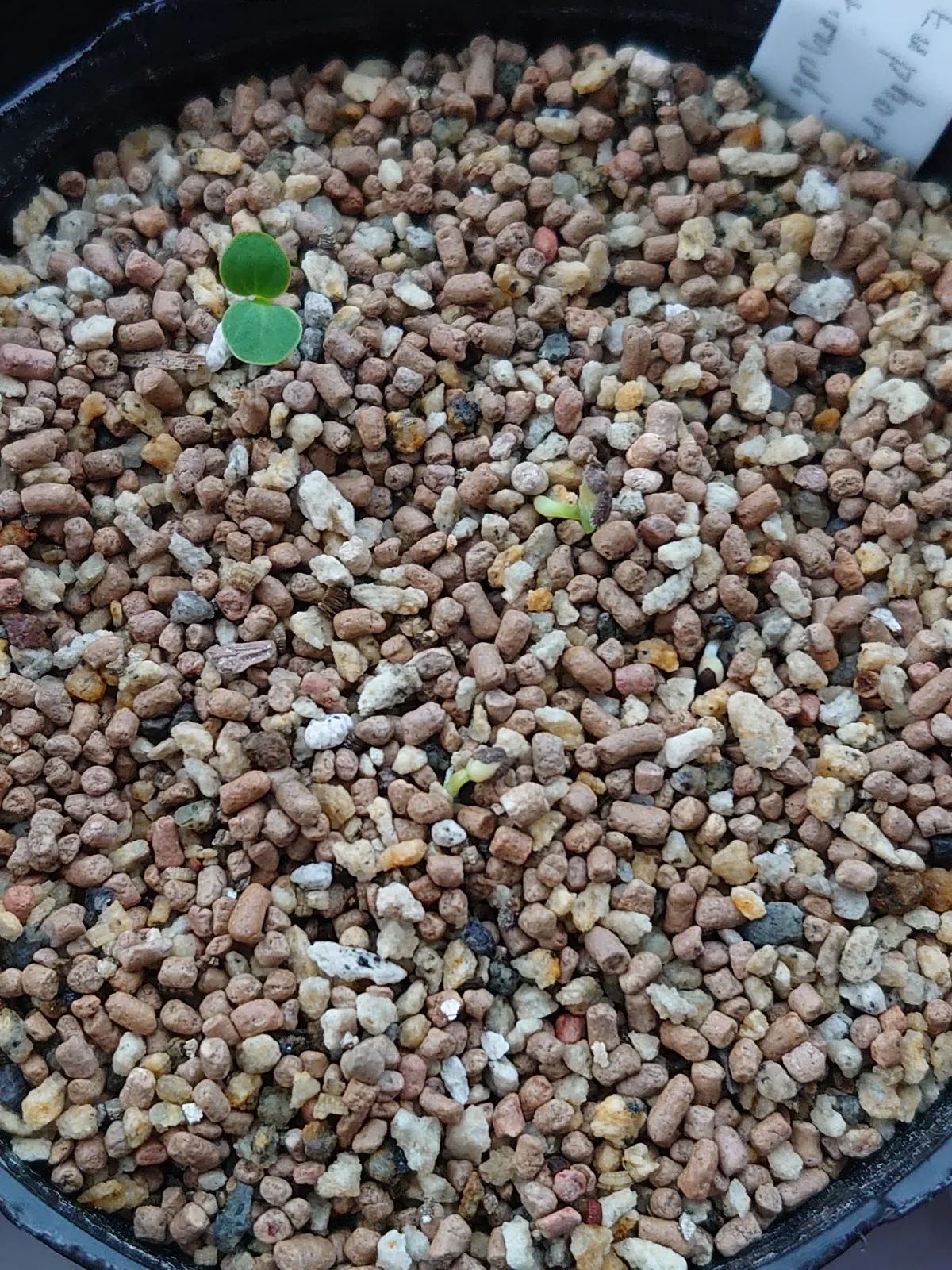 Euphorbia primulifolia (ユーフォルビア プリムリフォリア)