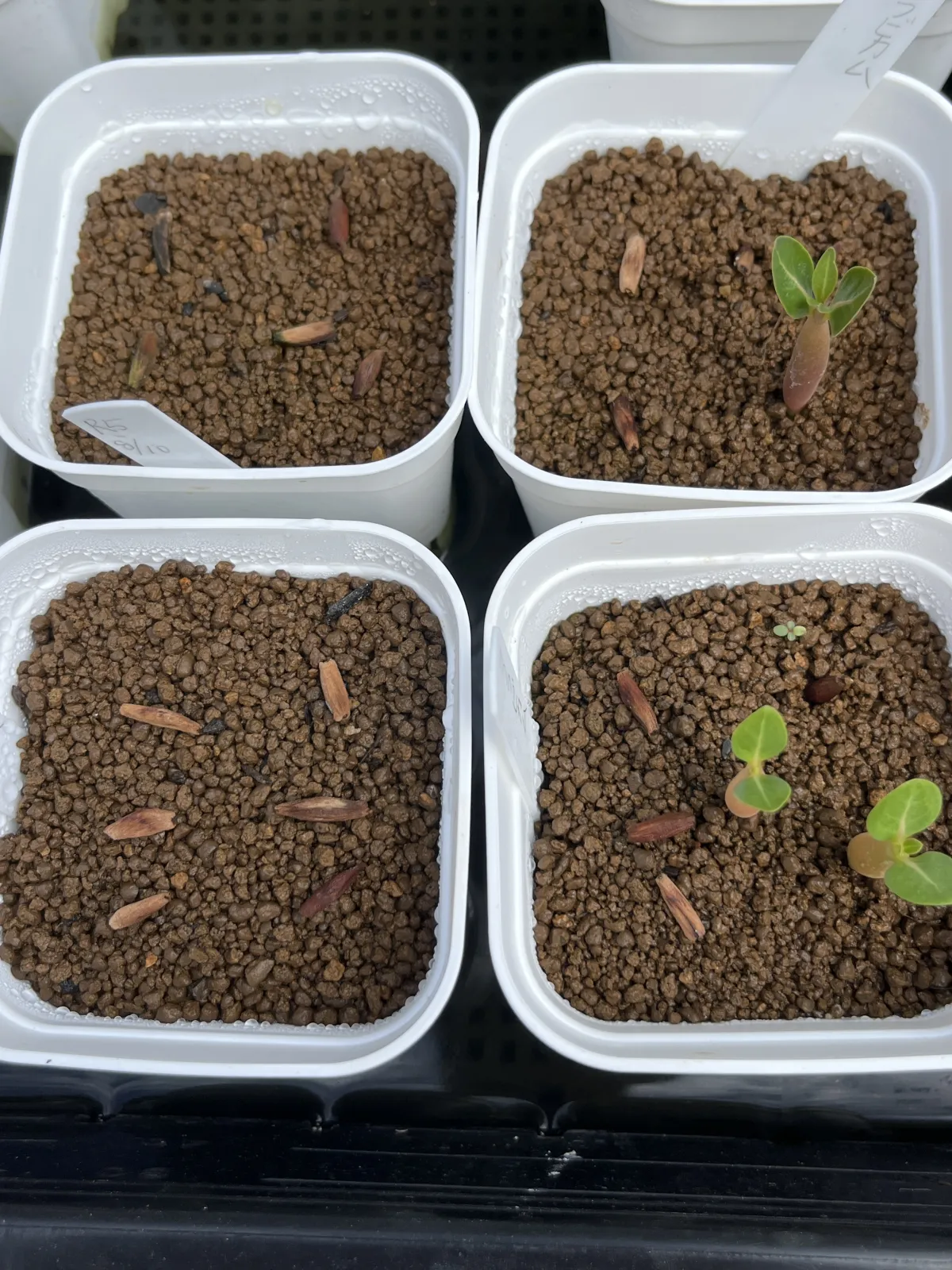 YSB Adenium arabicum Yak Sing Buri (アデニウム アラビカム)