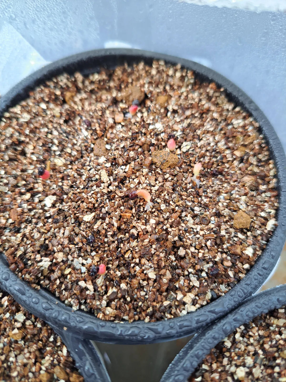 Astrophytum myriostigma (アストロフィツム ミリオスティグマ)