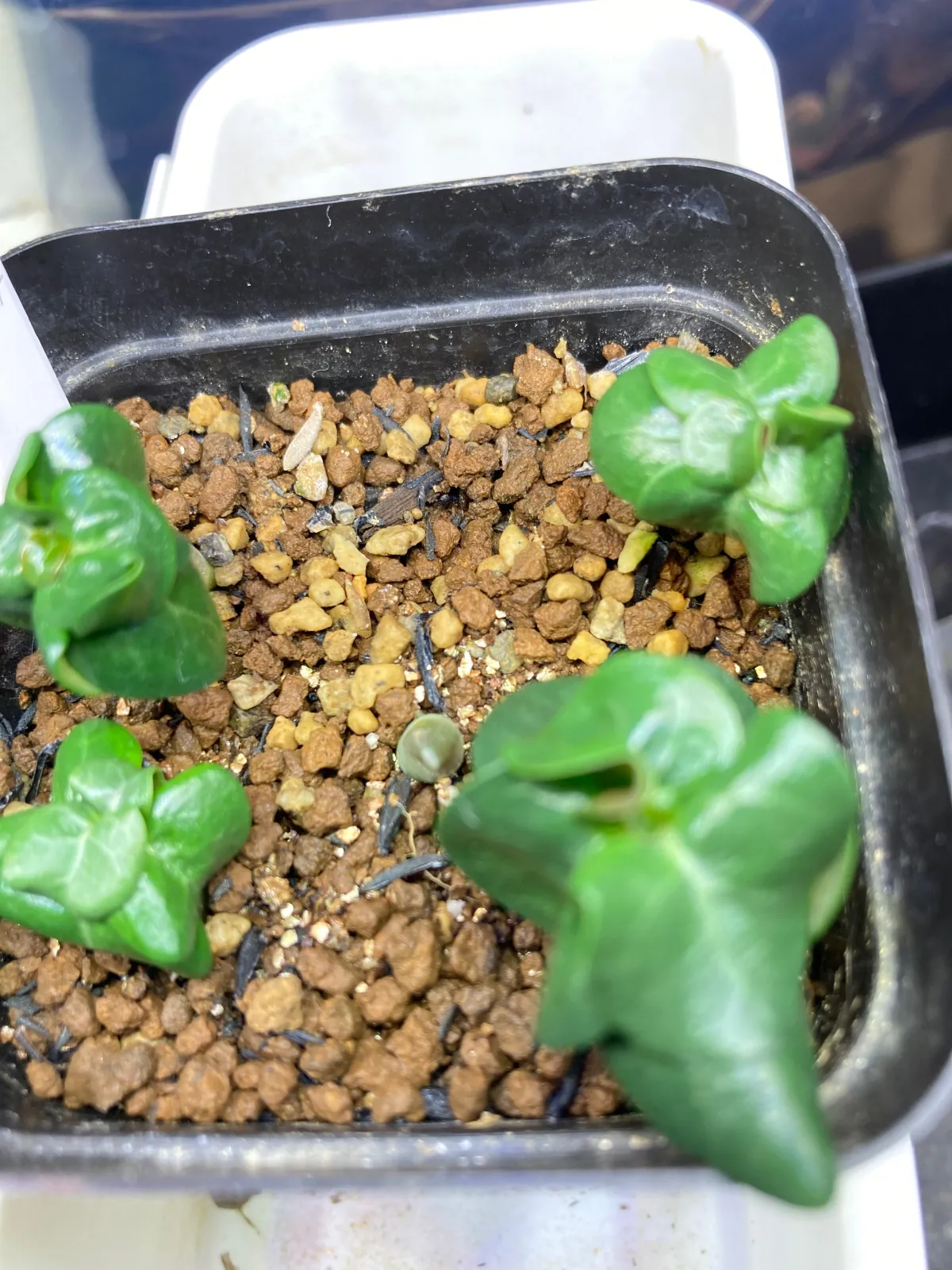 DHA PMK Adenium DHA PMK (アデニウム)