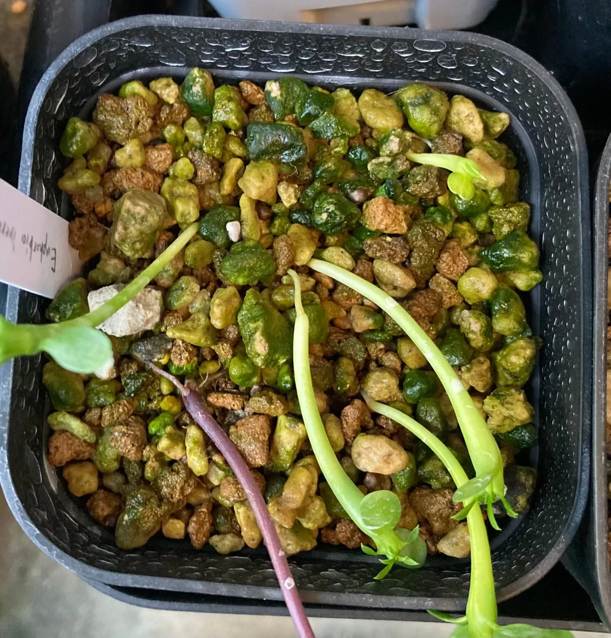 Euphorbia inermis (ユーフォルビア イネルミス 九頭竜)