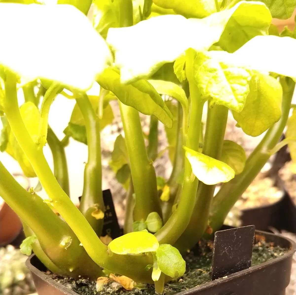 Dorstenia hildebrandtii (ドルステニア ヒルデブランドティー)
