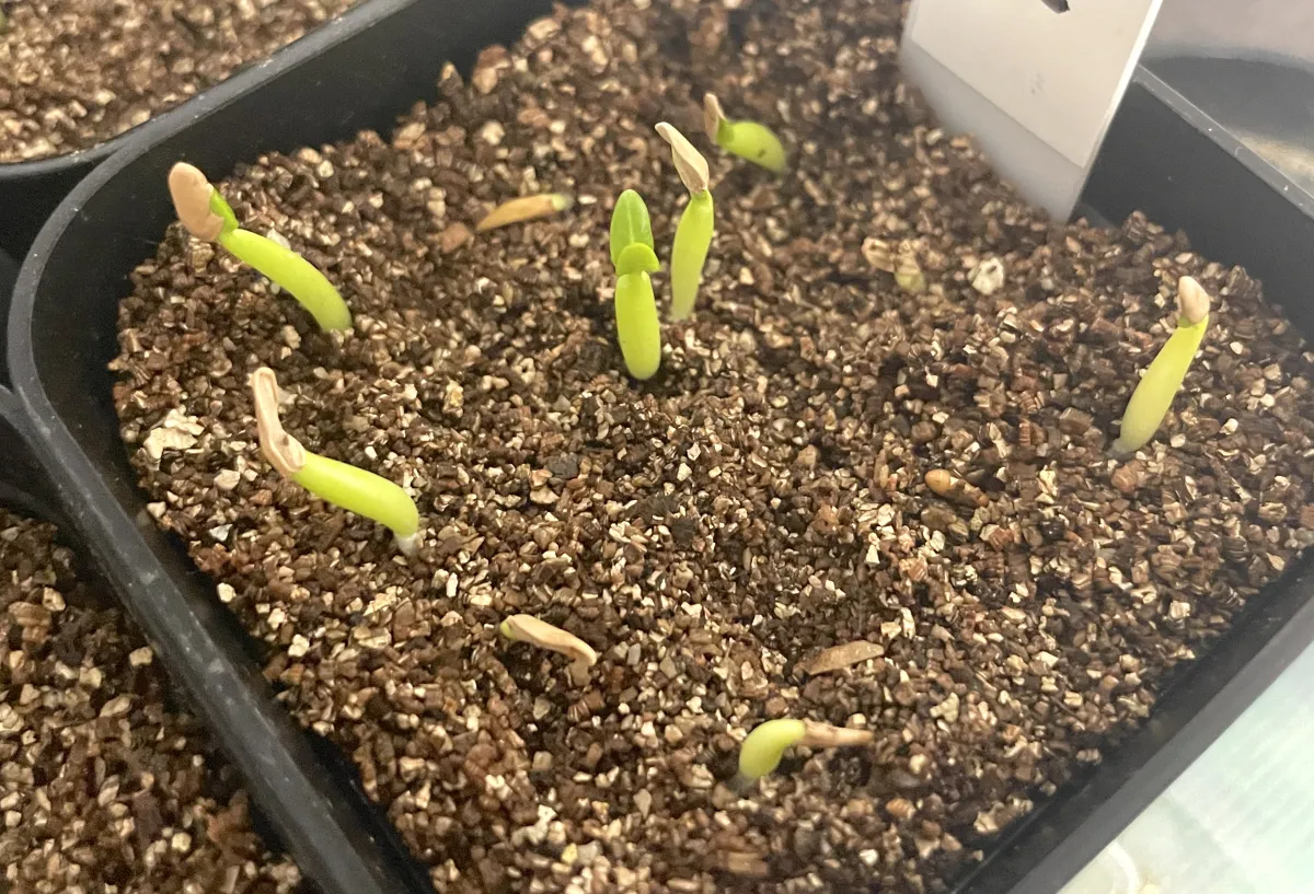 Pachypodium rosulatum ssp. cactipes (パキポディウム カクチペス)