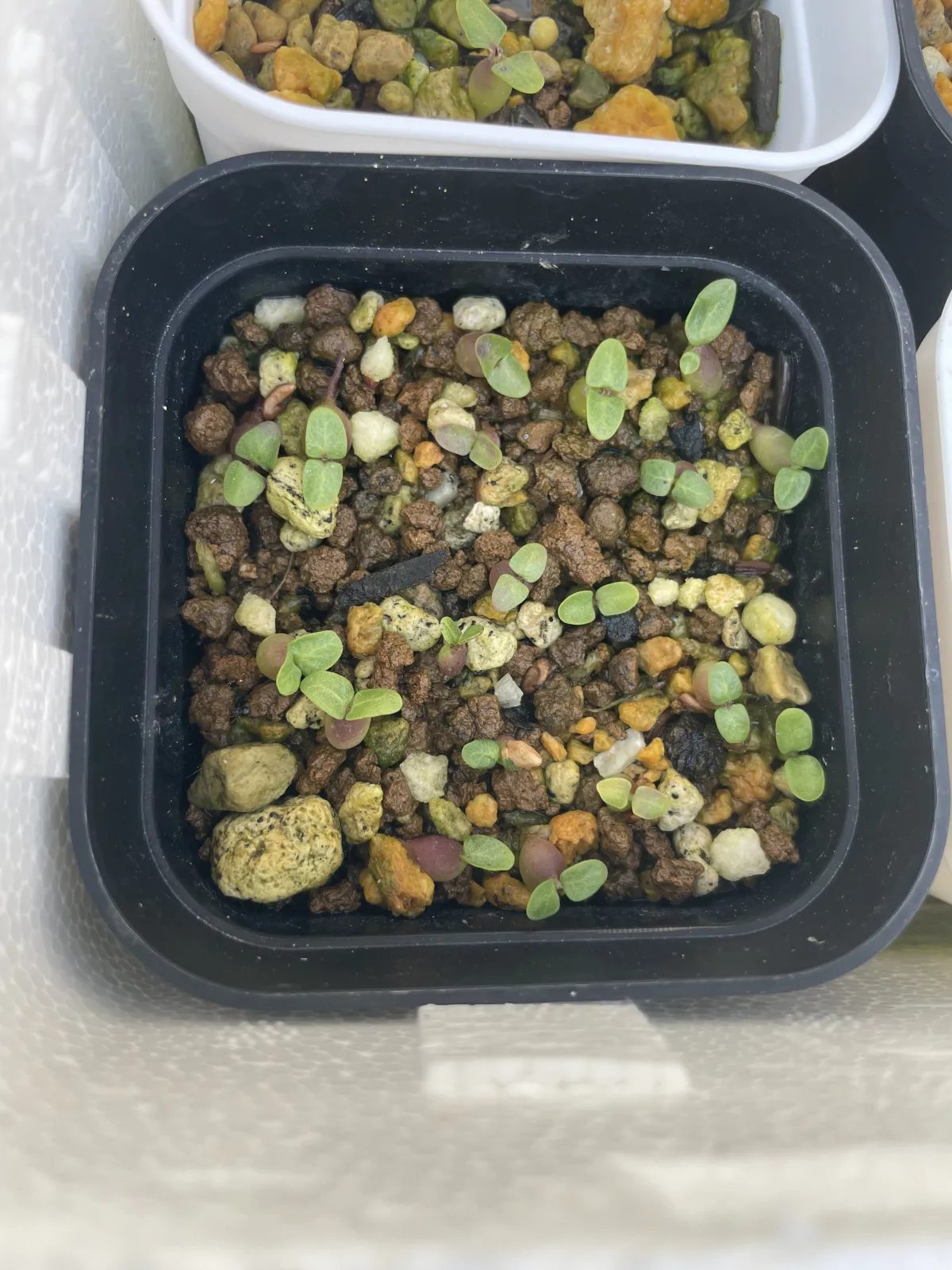 Pachypodium succulentum (パキポディウム サキュレンタム)