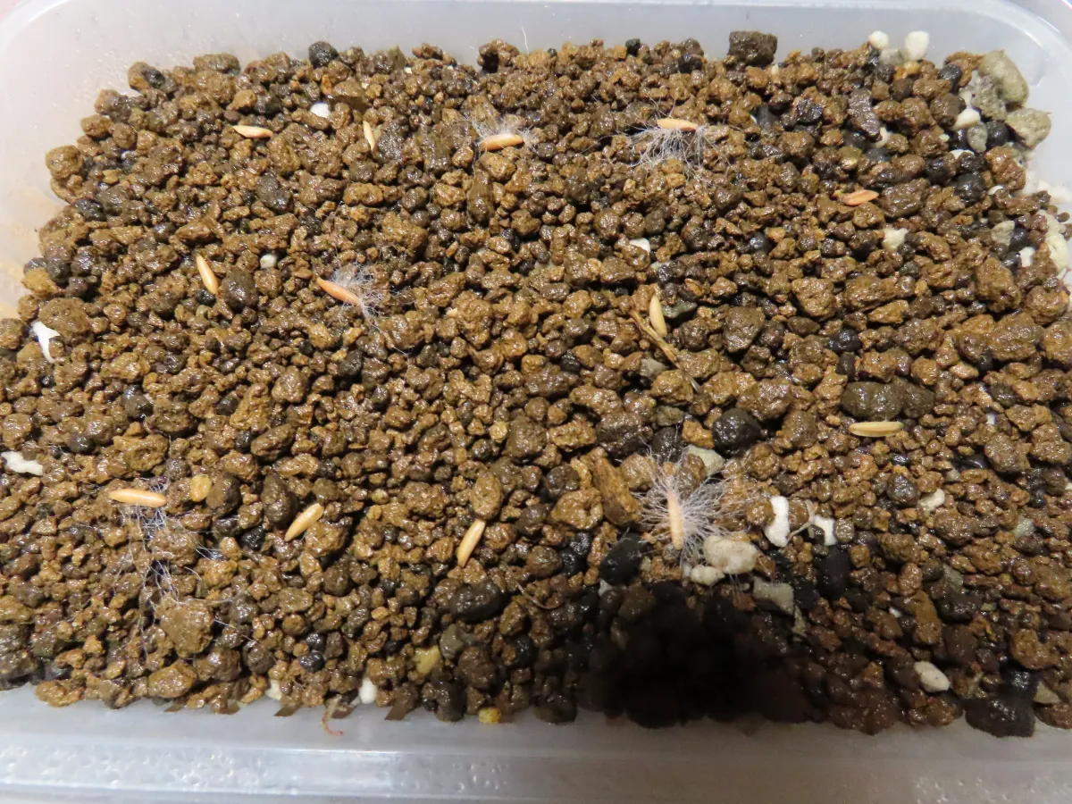 Pachypodium rosulatum var. gracilius ([無料種子] 発芽難 パキポディウム グラキリス　)