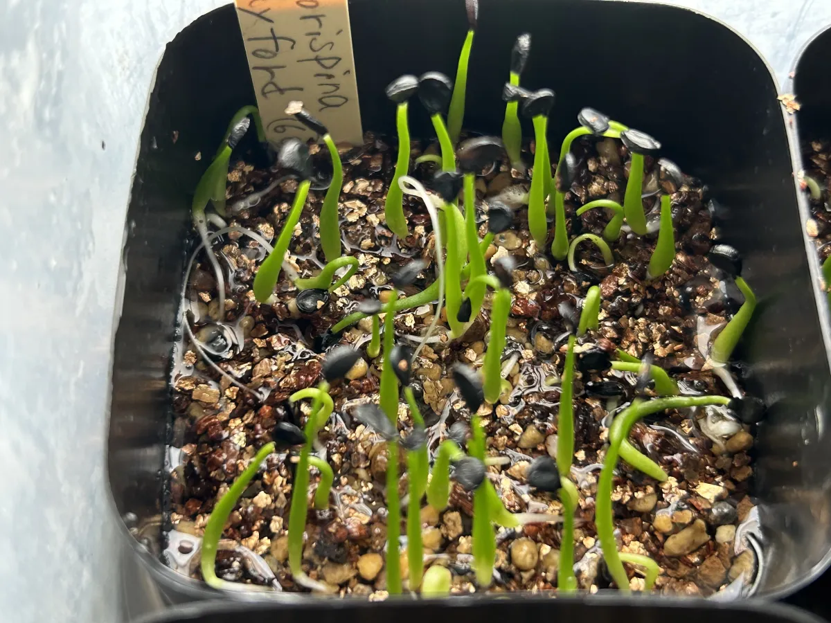 Agave utahensis var. eborispina (アガベ エボリスピナ ヘイフォード)