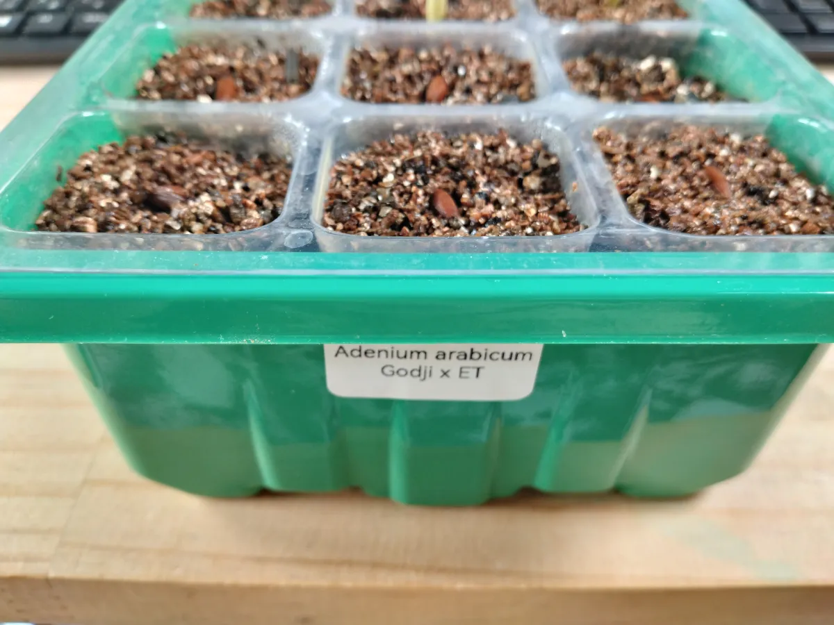x ET Adenium arabicum Godji x ET (アデニウム ゴッジ)