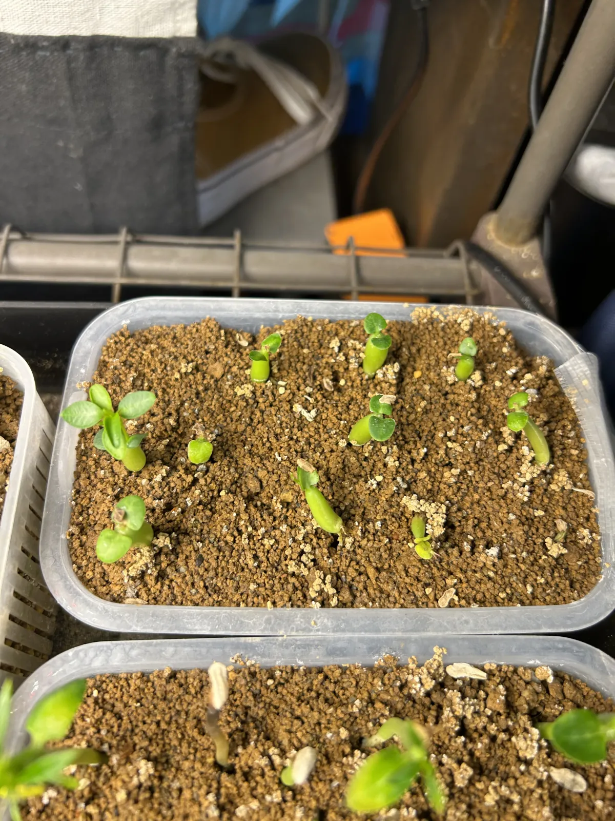 Pachypodium succulentum (パキポディウム サキュレンタム)