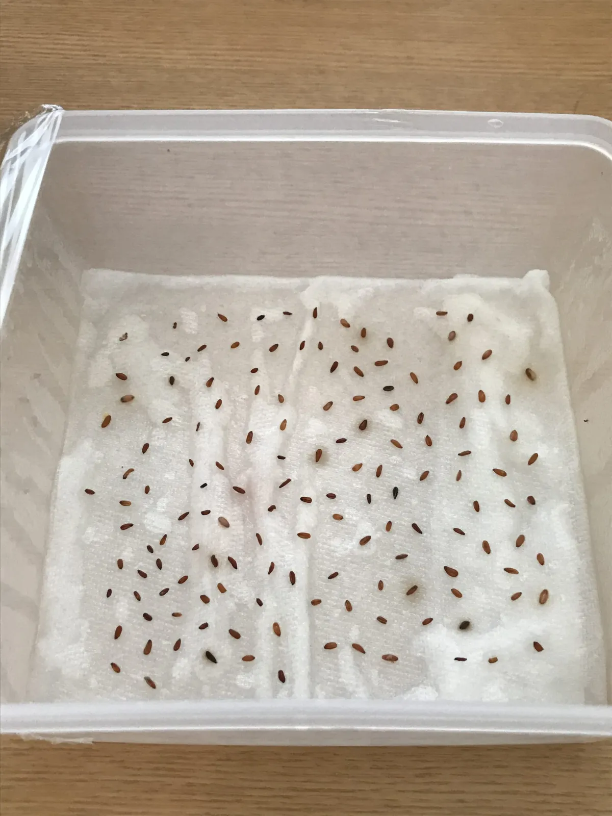 Pachypodium brevicaule ssp. brevicaule ([モニター種子] パキポディウム ブレビカウレ)