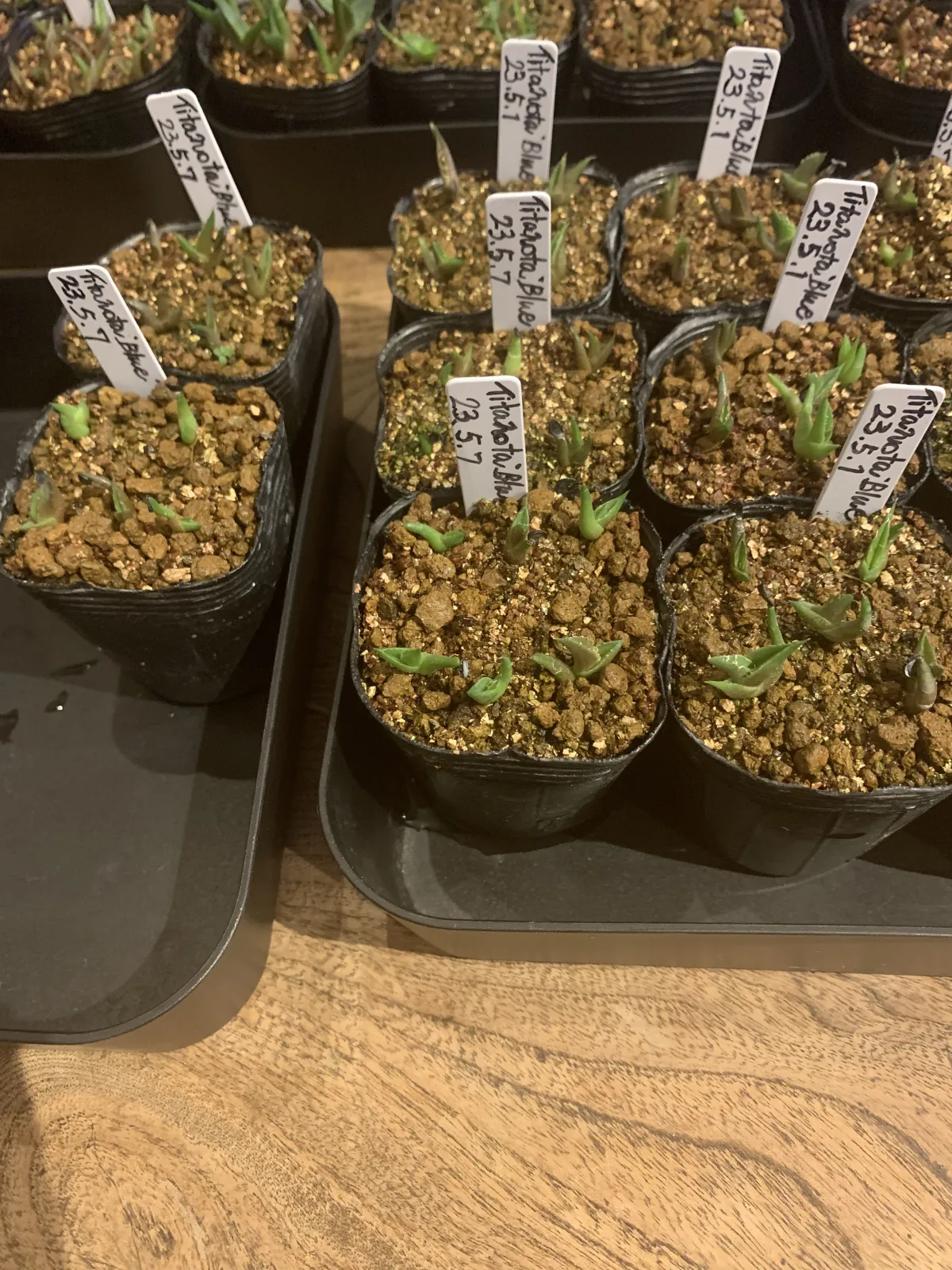 Agave titanota Blue Lot. (アガベ チタノタブルー)