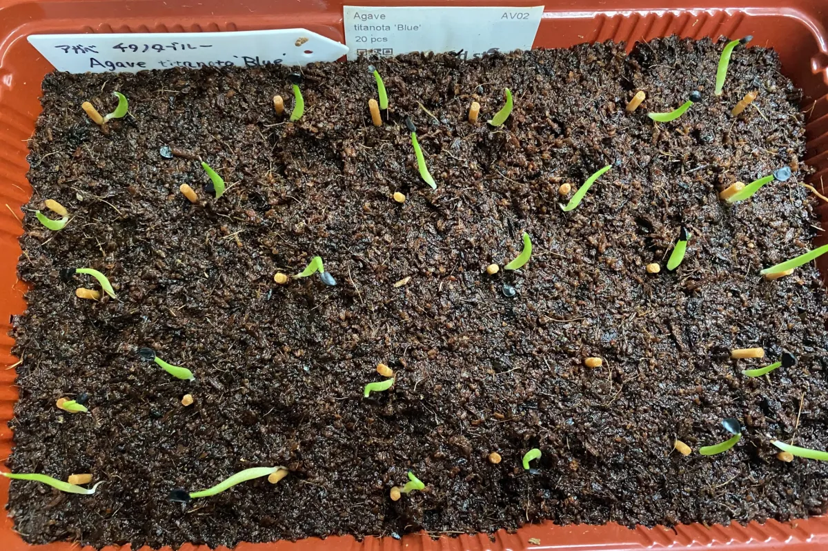 Agave titanota Blue Lot. (アガベ チタノタブルー)