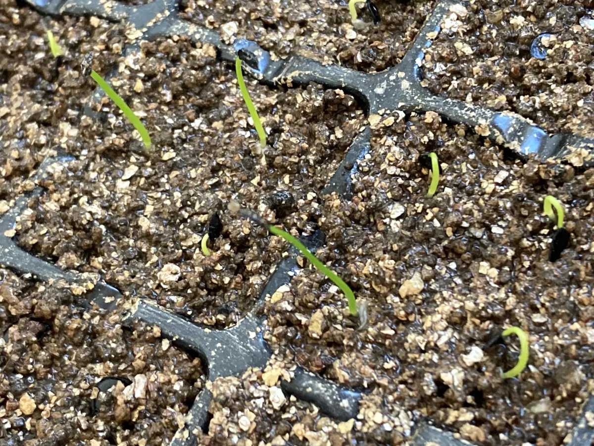 Agave ellemeetiana var. subdentata (アガベ エレミーティアナサブデンタータ)