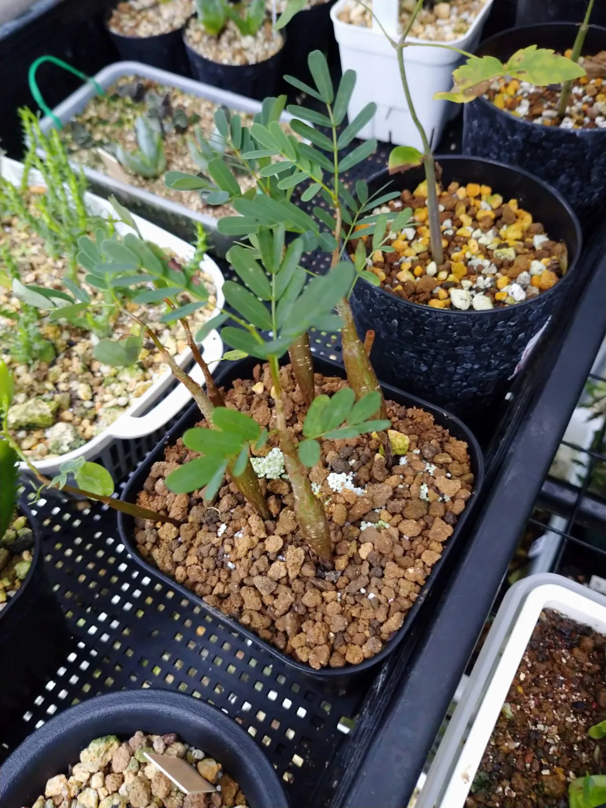 Senna meridionalis (センナ メリディオナリス)