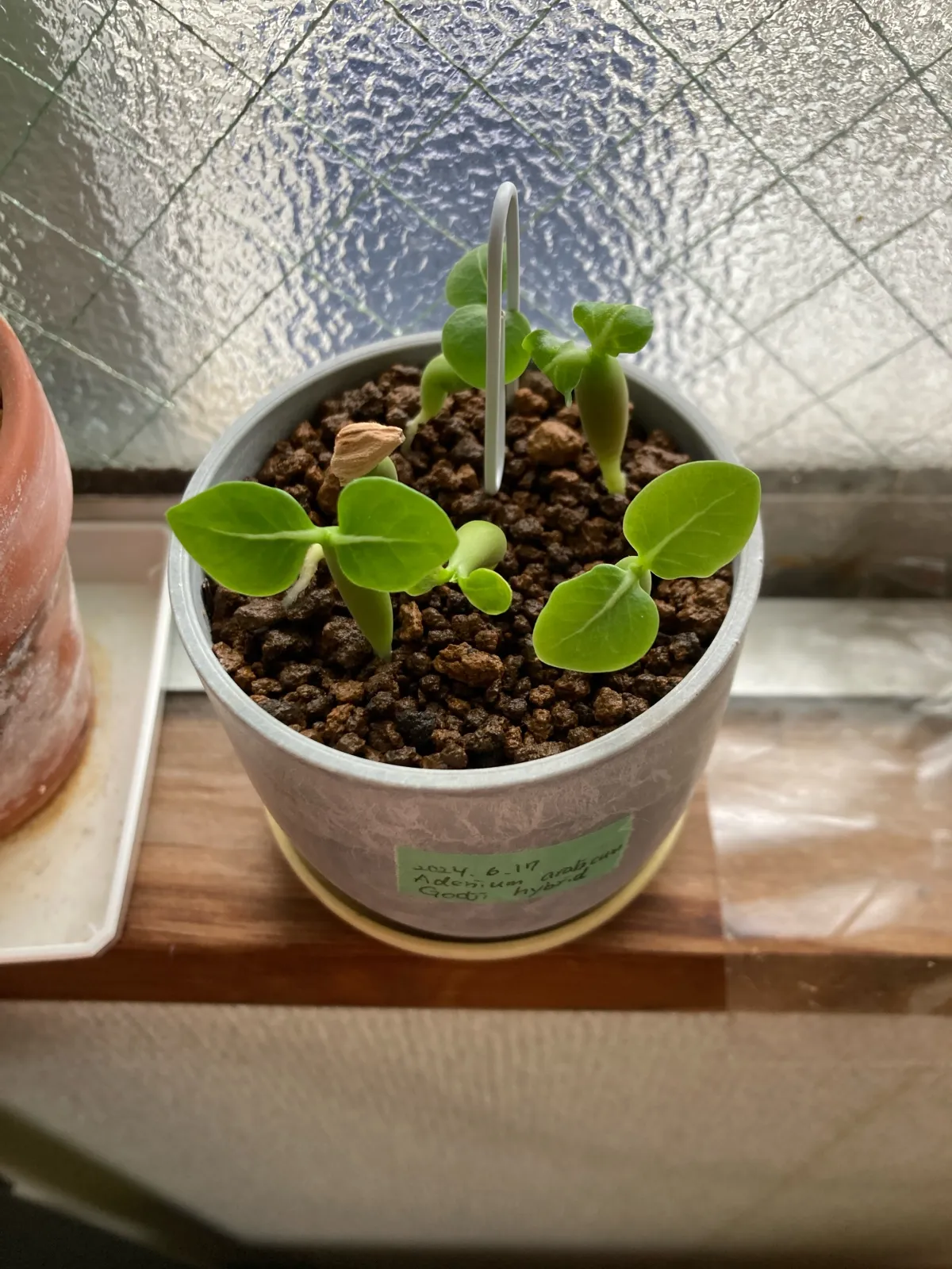 Adenium arabicum Godji hybrid (アデニウム アラビカムゴッジハイブリッド)